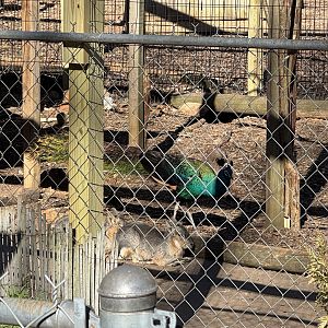 North Georgia Zoo - Peafowl and mara enclosure