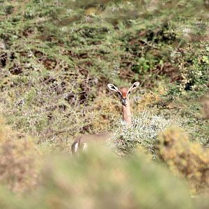 Dibatag (Ammodorcas clarkei)