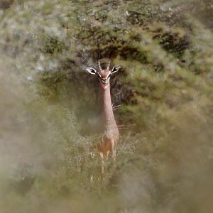 Dibatag (Ammodorcas clarkei)