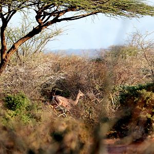 Dibatag (Ammodorcas clarkei) showing the classic tail-up while running display