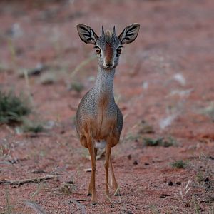 silver dik-dik (Madoqua piacentinii)