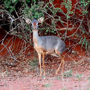 silver dik-dik (Madoqua piacentinii)