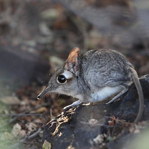 rufous elephant shrew (Galegeeska rufescens)