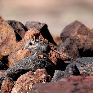 rufous elephant shrew (Galegeeska rufescens)