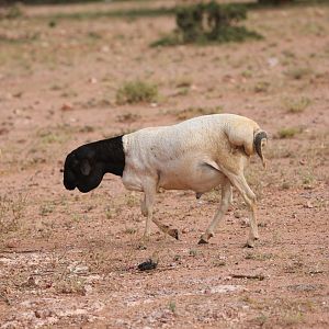 Jentink's Sheep (Ovis jentinki)