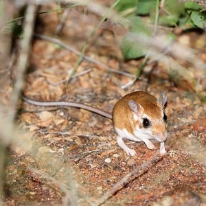 ammodile (Ammodillus imbellis)