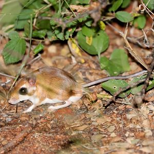 ammodile (Ammodillus imbellis)