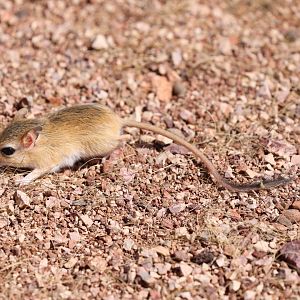 Somalian gerbil (Gerbillus somalicus)