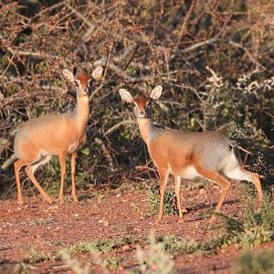 Harar Dik-diks (Madoqua saltiana hararensis)