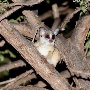 Ethiopian Lesser Galago (Galago senegalensis dunni)