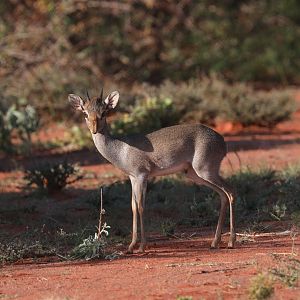 Günther's dik-dik (Madoqua guentheri guentheri)