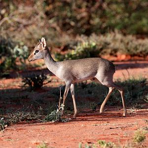 Günther's dik-dik (Madoqua guentheri guentheri)