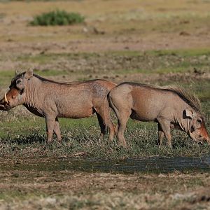 desert warthogs (Phacochoerus aethiopicus)