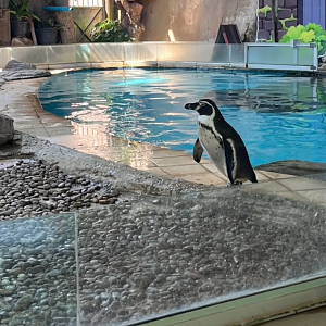 Humboldt penguin exibit