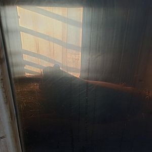 Brazilian tapirs inside