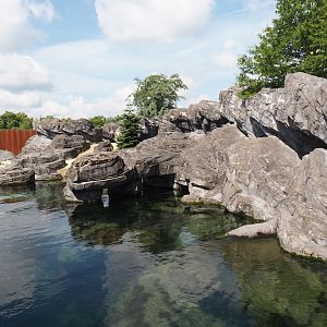 Nortica - California sea lion exhibit, 2024-06-23