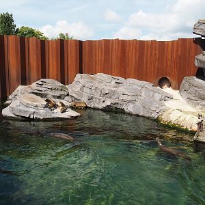 Nortica - California sea lion exhibit, 2024-06-23