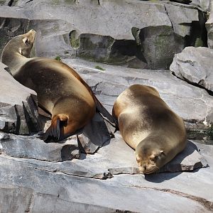 Nortica - California sea lion (Zalophus californianus), 2024-06-23