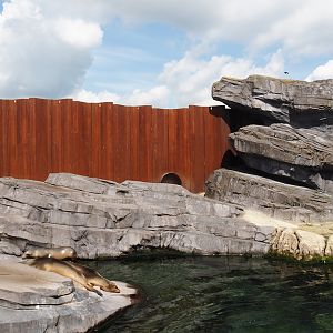 Nortica - California sea lion exhibit, 2024-06-23