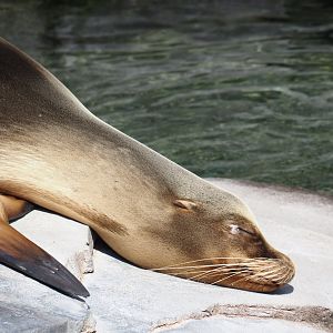 Nortica - California sea lion (Zalophus californianus), 2024-06-23