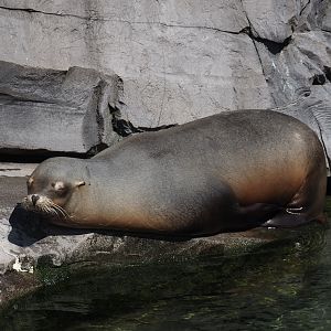 Nortica - California sea lion (Zalophus californianus), 2024-06-23