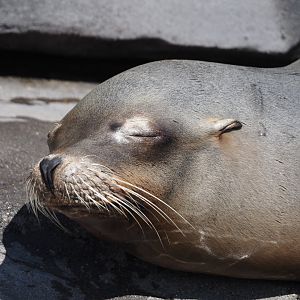 Nortica - California sea lion (Zalophus californianus), 2024-06-23
