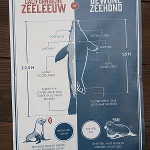 Nortica Hafên port themed area - Comparison of California sea lion and harbor seal signage , 2024-06-23