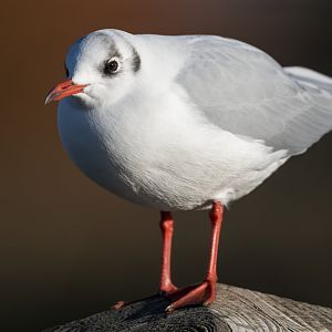 Black headed gull, winter plumage, wild, UK