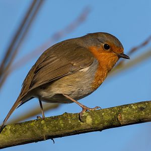 European Robin, wild, UK