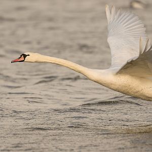 Mute swan, wild, UK