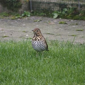Song thrush (Turdus philomelos), 2024-12-31