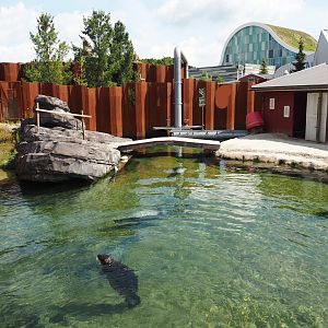 Nortica - Harbor seal exhibit, 2024-06-23