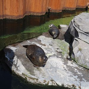 Nortica - Harbor seal exhibit rock, 2024-06-23