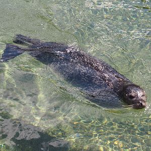 Nortica - Eastern Atlantic harbor seal (Phoca vitulina vitulina), 2024-06-23