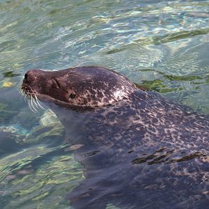 Nortica - Eastern Atlantic harbor seal (Phoca vitulina vitulina), 2024-06-23