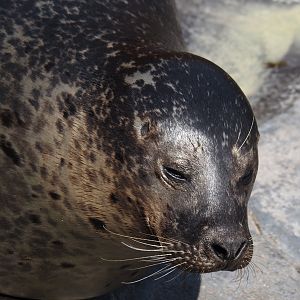 Nortica - Eastern Atlantic harbor seal (Phoca vitulina vitulina), 2024-06-23