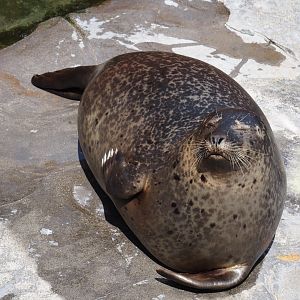 Nortica - Eastern Atlantic harbor seal (Phoca vitulina vitulina), 2024-06-23