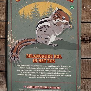 Nortica - Swinhoe's striped squirrel signage, 2024-06-23