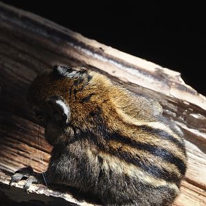 Nortica - Swinhoe's striped squirrel (Tamiops swinhoei), 2024-06-23