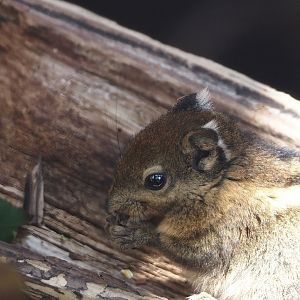 Nortica - Swinhoe's striped squirrel (Tamiops swinhoei), 2024-06-23