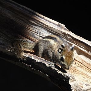 Nortica - Swinhoe's striped squirrel (Tamiops swinhoei), 2024-06-23