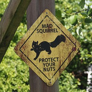 Nortica - Funny mad squirrel warning sign, 2024-06-23