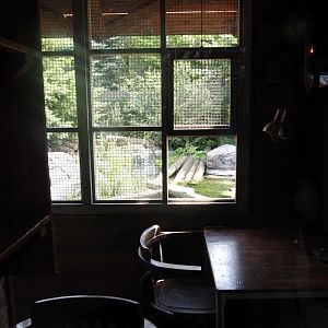 Nortica - Raccoon indoor exhibit themed as Raccoon Creek sawmill office, 2024-06-23