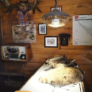 Nortica - Raccoon indoor exhibit themed as Raccoon Creek sawmill office (with raccoon on desk), 2024-06-23