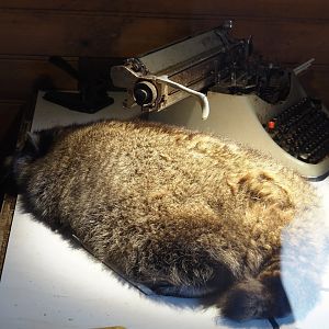 Nortica - Raccoon (Procyon lotor) sleeping on mock sawmill office desk, 2024-06-23