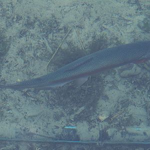 Nortica - Rainbow trout (Oncorhynchus mykiss), 2024-06-23