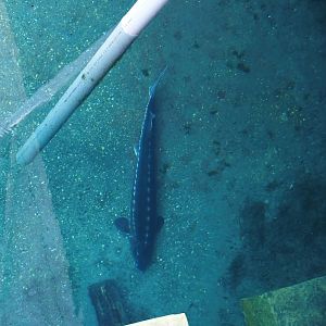 Nortica - Russian sturgeon (Acipenser gueldenstaedtii), 2024-06-23