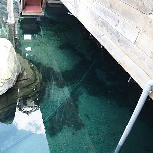 Nortica - Eurasian beaver exhibit pond, 2024-06-23