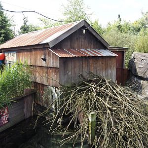 Nortica - Eurasian beaver barn, 2024-06-23