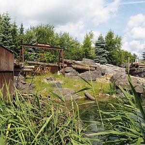 Nortica - Eurasian beaver exhibit, 2024-06-23
